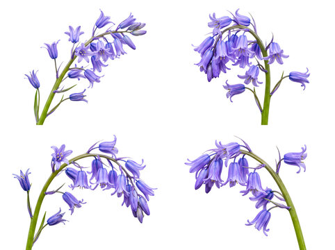 Multiple bluebell flower sprays, displaying their unique hanging form, perfectly isolated on a transparent background.