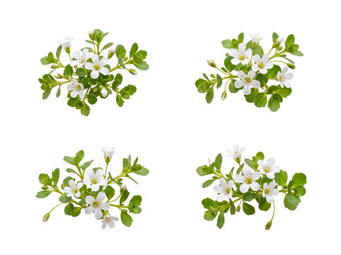 Four small clusters of white Bacopa flowers with lush green leaves, isolated on a transparent background.