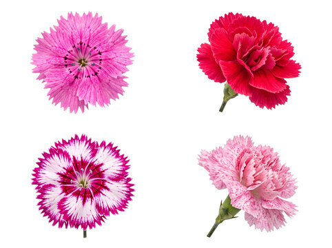 Collection of four vibrant carnation flowers in various shades of pink and red.