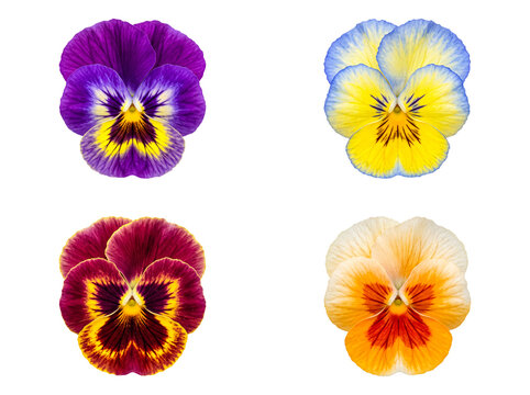 Collection of colorful pansy flowers, each with distinct markings and shades.