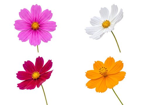 Vibrant collection of four different colorful cosmos flowers isolated on a transparent background.