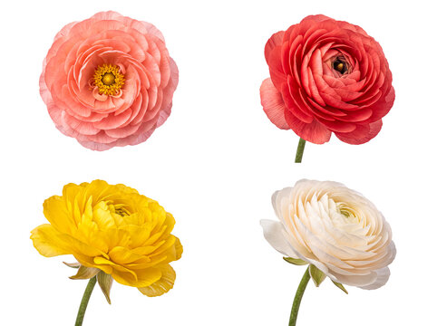 Four vibrant ranunculus flowers in coral, red, yellow, and white, photographed and isolated on a transparent background.