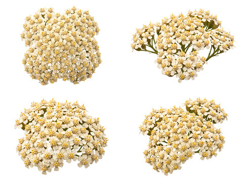 Exquisite white yarrow flower heads, showcasing their intricate composite structure and vibrant yellow centers.