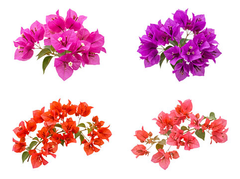 Vivid bougainvillea flower clusters in pink, purple, and orange hues.