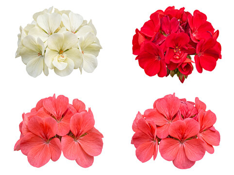 Vibrant geranium flower blossoms in diverse colors, isolated on a transparent background, perfect for spring.