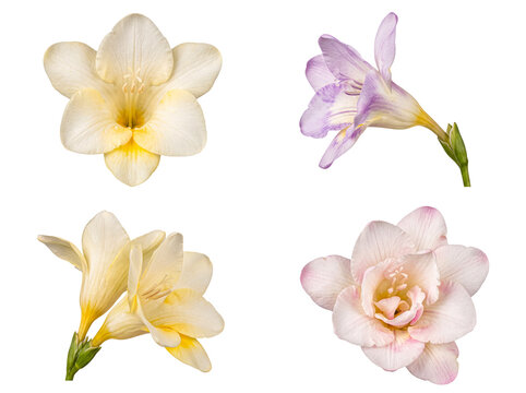Elegant freesia flower collage featuring beautiful white, yellow, purple, and pink blooms.