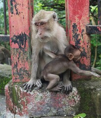 A close-up shot of a wild female long-tailed macaque sitting on a mossy concrete structure with her small infant monkey by a weathered red metal fence. © Sri
