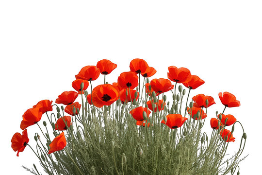 Red poppies growing with green stems, vibrant field flowers on transparent background for spring and summer design