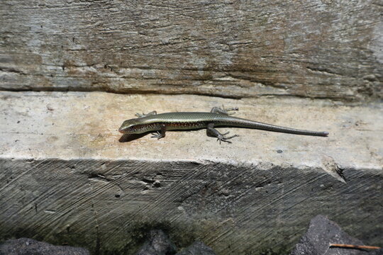 Close-up of a juvenile many-lined sun skink (Eutropis multifasciata) basking in a home garden in rural Java, Indonesia. A common tropical lizard of Southeast Asia.