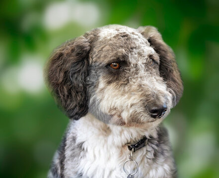 Fluffy grey doodle dog looking sideways against a soft green bokeh background, close-up portrait of a curly haired terrier poodle mix puppy