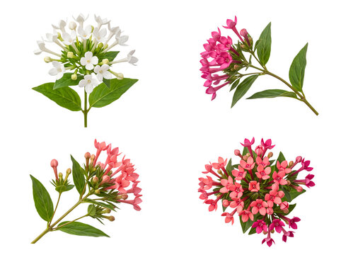 Beautiful collection of fresh Pentas flowers in white, pink, and coral, isolated on a transparent background.