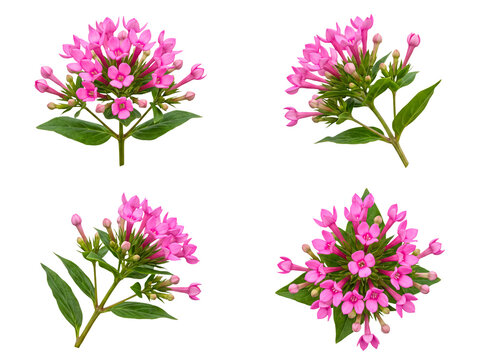 Vibrant pink Pentas flower collection, showcasing various forms, beautifully isolated on a transparent background.
