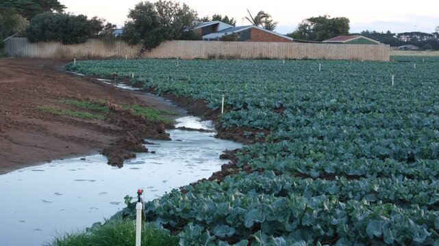 A large commercial vegetable farm with rows of mature leafy green brassica crops in Werribee South, a major agricultural hub in outer western Melbourne, Australia.