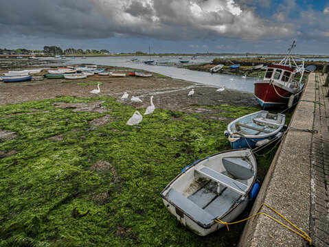 Low Tide At Emsworth With Swans.
