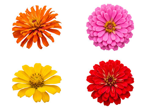 Colorful collection of four striking zinnia flowers in orange, pink, yellow, and red, isolated on transparent.