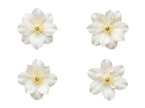Collection of beautiful white hellebore flowers with distinct golden yellow stamens.