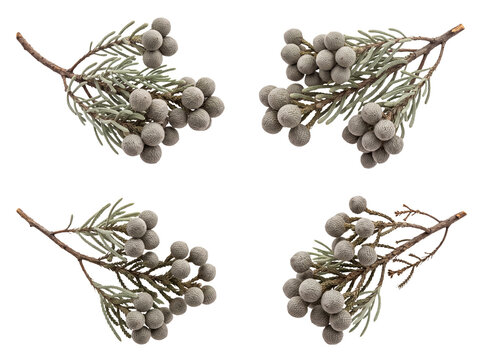 Leucadendron coniferum branches with unique spherical flower heads, isolated on transparent background.
