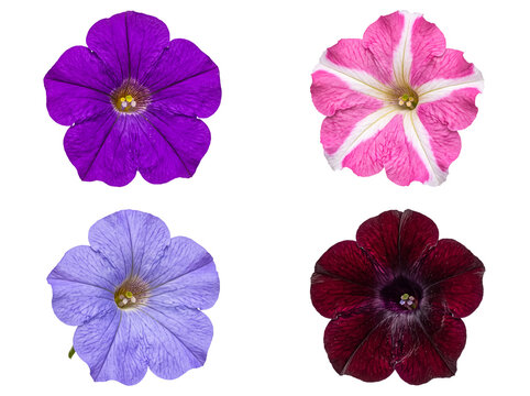 Assorted colorful petunia flowers in full bloom isolated on a transparent background, summer collection.