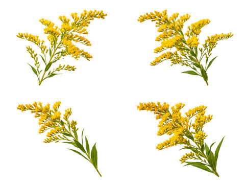 Assortment of goldenrod flowers, with bright yellow blossoms, isolated on a transparent background.