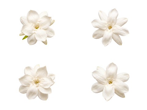 Elegant collection of delicate white jasmine blossoms with subtle green details.