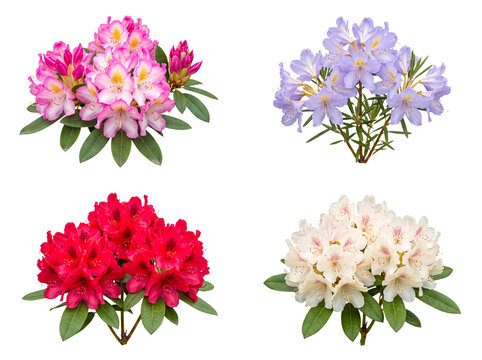 Four beautiful rhododendron flower clusters with green leaves in pink, purple, red, and white, isolated on transparent.