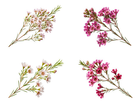 Group of vibrant waxflower sprigs in shades of pink, white, and magenta, isolated on a transparent background.