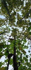 Fototapeta premium green leaves in the forest