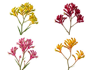 A beautiful collection of vibrant Australian kangaroo paw flowers (Anigozanthos) in yellow, red, pink. © Terri