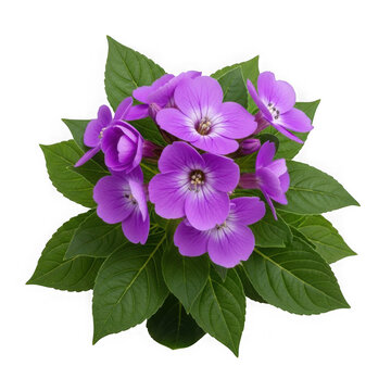 Purple hydrangea flowers in a green pot isolated on transparent background