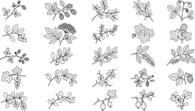 Hand Drawn Berry Branch Collection with Wild Fruits and Botanical Outline Illustrations