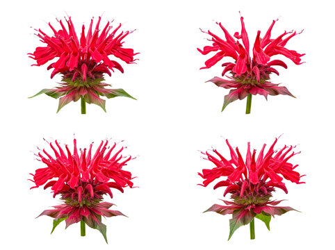 Individual red bee balm flowers photographed from multiple angles.