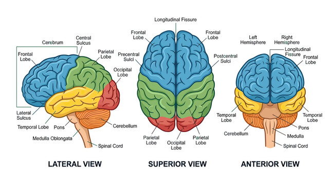 Human Brain Anatomy: Lateral, Superior, and Anterior Views with Lobe Color Coding