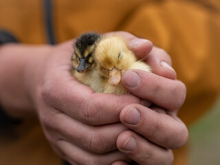 Two fluffy ducklings resting safely in human hands. Close-up of newborn farm birds, symbolizing care, tenderness, protection, springtime and new life. © HelenaUpNorth