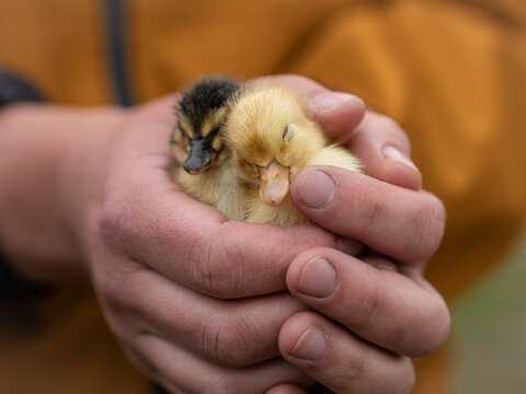 Two fluffy ducklings resting safely in human hands. Close-up of newborn farm birds, symbolizing care, tenderness, protection, springtime and new life.
