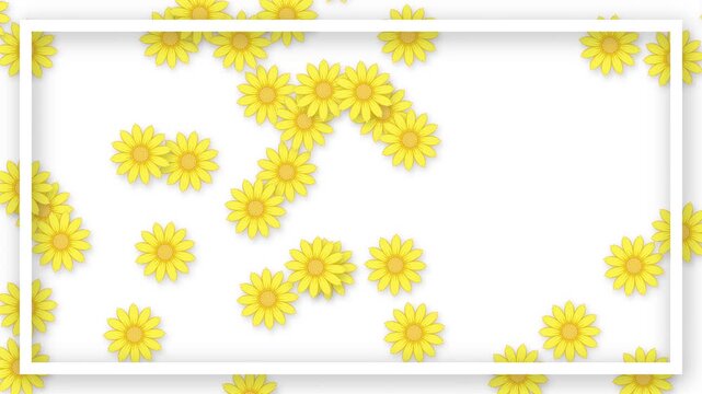 Yellow Daisy Flowers Falling Slowly Over White Background with Frame