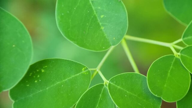 Fresh Green Moringa Leaves Natural Healthy Macro Close Up Footage