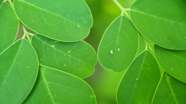 Fresh Green Moringa Leaves Natural Healthy Macro Close Up Footage