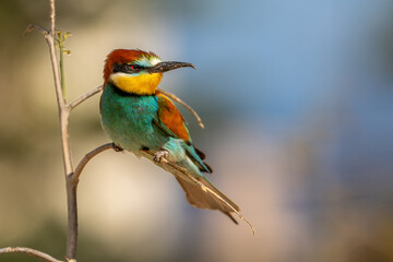 Obraz premium bee eater perched on branch