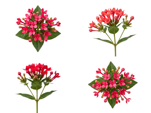 Vibrant red and coral Pentas flower collection, showcasing various forms, isolated on a transparent background.
