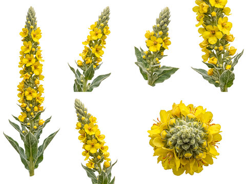 Yellow common mullein (Verbascum thapsus) plant parts in multiple views, including vibrant flower spikes.