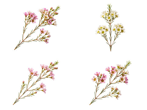 Assortment of waxflower sprigs featuring pink, white, and mixed blossoms, isolated on a transparent background.