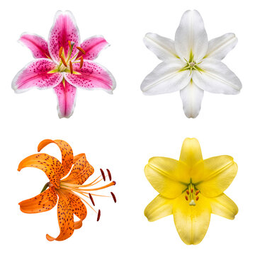 Assortment of colorful lily blooms, including pink, white, orange, and bright yellow.