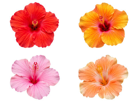 Four diverse Hibiscus flowers in various warm and soft colors, isolated on a transparent background.