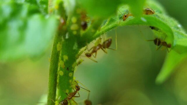 Red Ants Herding Aphids Colony on Plant Stem Macro Footage