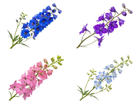 Diverse delphinium flower branches in vivid blue, purple, pink, and light blue shades.