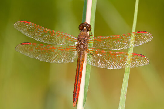 06612-00204 Golden-winged Skimmer dragonfly (Libellula auripennis) male perched near wetland, Marion Co., IL