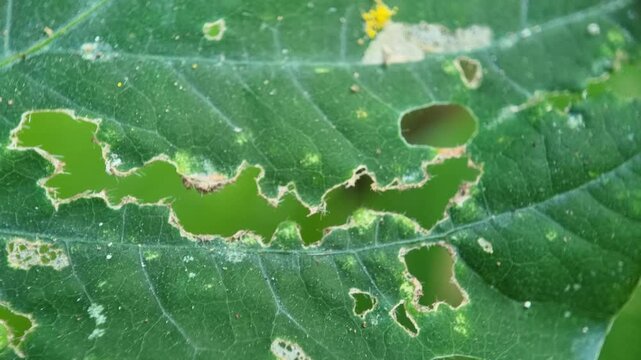 Damaged Green Leaf With Holes Eaten By Insect Pests Macro Footage