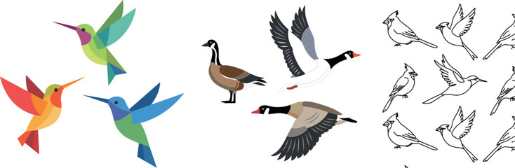 Fototapeta premium Bird Vector Set with Geometric Hummingbird Canada Goose and Outline Cardinal Flying Poses for Nature Designs