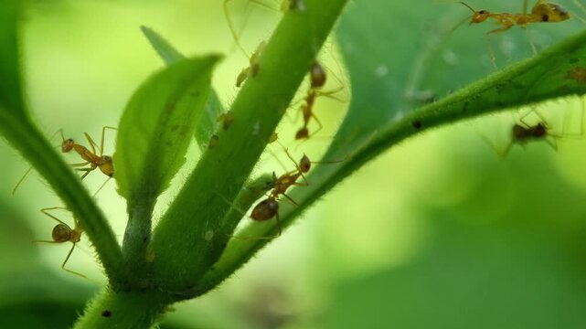 Red Ants Herding Aphids Colony on Plant Stem Macro Footage