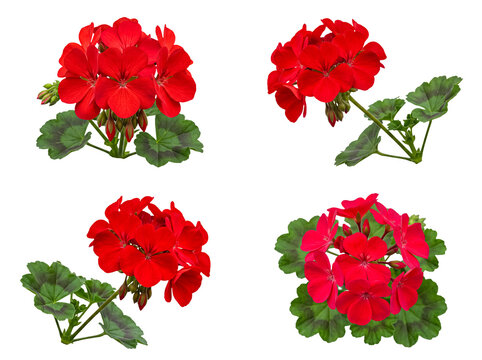 Vibrant collection of red geranium flower clusters with green leaves, isolated on a transparent background.